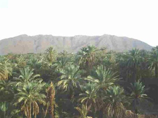 The date palm in Figuig