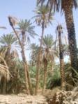 ifiyyey Date palm