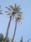 ifiyyey Date palm
